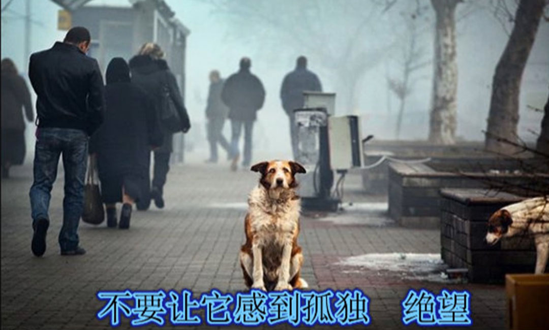 许昌许昌爱影圈微博微信转发案例